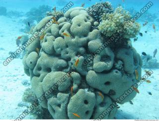 Brain coral Diploria cerebriformis 4